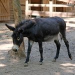 Black donkey