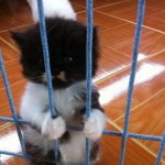 kitten in jail