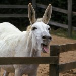 White donkey with its mouth open