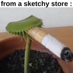 My plant so high | When you buy a plant from a sketchy store : | image tagged in memes,funny,relatable,shitpost,plants,front page plz | made w/ Imgflip meme maker