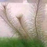fern