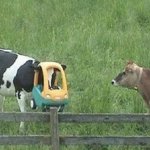 cow stuck in toy car