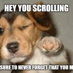 hello there | HEY YOU SCROLLING; MAKE SURE TO NEVER FORGET THAT YOU MATTER | image tagged in winking dog,wholesome,dog | made w/ Imgflip meme maker