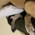Funny dog
