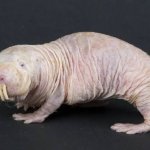 NAKED MOLE RATO