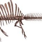 Spinosaures skeleton