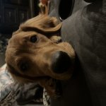 toby cutee