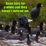 Duck pond | Been here for a while and they haven’t noticed me. | image tagged in black dog in disguise,here a while,taken no notice,fun | made w/ Imgflip meme maker