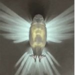Bird night light  JPP