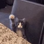 Cat paw GIF Template