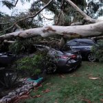 Tree Smashed Cars on Lawn