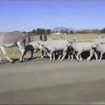 Donkey and Sheep