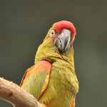 Surprised macaw