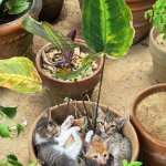 Plant Cats