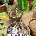 Growing fur babies | WE ARE; PLANTS. MOVE ALONG HUMAN | image tagged in plant cats,funny memes,funny cats | made w/ Imgflip meme maker