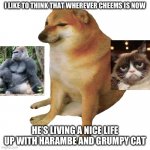 May he rest in peace T-T | I LIKE TO THINK THAT WHEREVER CHEEMS IS NOW; HE’S LIVING A NICE LIFE UP WITH HARAMBE AND GRUMPY CAT | image tagged in cheems | made w/ Imgflip meme maker