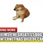 I am not using his death for views or upvotes, I am just showing my respect | CHEEMS, THE GREATEST DOG ON THE INTERNET, HAS DIED OF CANCER | image tagged in news | made w/ Imgflip meme maker