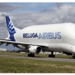 Beluga