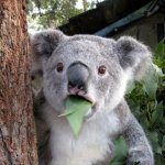 i made this for class lol | MY CHEM TEACHER: DONT EAT THE CHEMICALS THEY'RE INCREDIBLY TOXIC; ME WHO JUST FINISHED MY SECOND ACID BOTTLE: | image tagged in memes,surprised koala,lol so funny,science,funny,funny memes | made w/ Imgflip meme maker