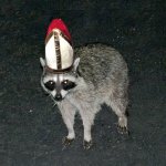 Pope Raccoon meme