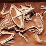 Velociraptor vs Protoceratops