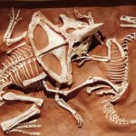 Velociraptor vs Protoceratops meme