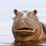 Murky Hippo