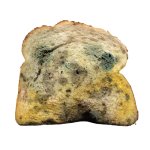 Moldy bread