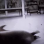 Seal | image tagged in gifs,satisfied seal,funny,gif,this is fine,first world problems | made w/ Imgflip video-to-gif maker