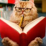 Cat reading book