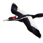 Ivory-billed Woodpecker