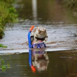 Snorkel frog