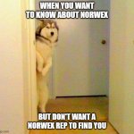 Norwex MLM | WHEN YOU WANT TO KNOW ABOUT NORWEX; BUT DON'T WANT A NORWEX REP TO FIND YOU | image tagged in husky peeking in doorway | made w/ Imgflip meme maker