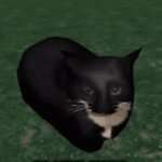 IM NOT DEAD YOOOO | ME AFTER SEEING THAT MY ACCOUNT ISN’T DEAD AFTER 3 WEEKS | image tagged in gifs,cat | made w/ Imgflip video-to-gif maker