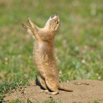 Prairie dog woo hoo