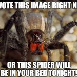 I will not beg. | UPVOTE THIS IMAGE RIGHT NOW; OR THIS SPIDER WILL BE IN YOUR BED TONIGHT! | image tagged in spider | made w/ Imgflip meme maker