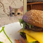 cat wants cheeseburger