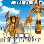 Download this to your gallery | WHY ARE YOU; LOOKING THROUGH MY GALLERY | image tagged in melman why are you | made w/ Imgflip meme maker