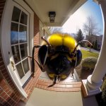 Hornet at door