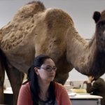Hump Day Camel meme