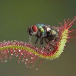 sundew