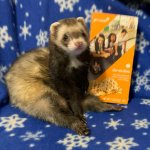 Ferret Loves Girl Scout Cookies