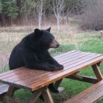 Black bear picnic table