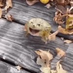 Frog Fly GIF Template