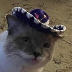 Sombrero cat template