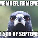 Magpie Stare | REMEMBER, REMEMBER; THE 5TH OF SEPTEMBER | image tagged in magpie stare,australia,springtime | made w/ Imgflip meme maker