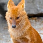 Dhole template