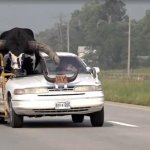 Bull in Car