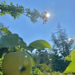 Apple in sun