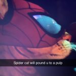 Spider cat is srtonk